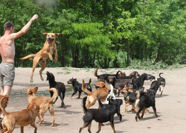 ¿El refugio perruno más feliz del mundo? 450 canes rescatados viven y juegan libres