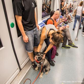 SrPerro de paseo en el Metro de Barcelona, ¡guau!