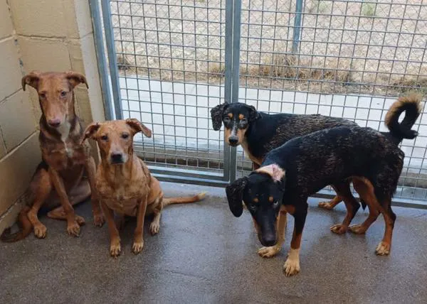 Las protectoras que se han hecho cargo de más de 50 perros rescatados por el Seprona necesitan ayuda