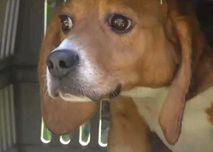 Libertad para los Beagles: un proyecto que ayuda a los perros de laboratorio