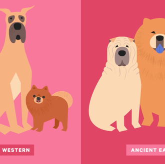 El origen de los perros: repaso a la ciencia de …