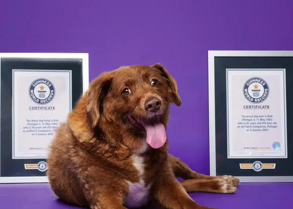 El perro más longevo del mundo y de la historia, Bobi, ha muerto con 31 años y 165 días