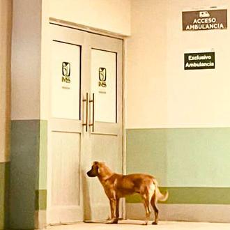 Pequeños grandes milagros caninos: El amor perruno de “El Palomo …