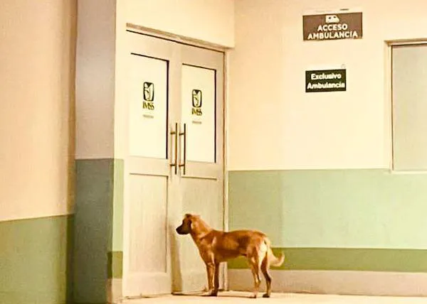 Pequeños grandes milagros caninos: El amor perruno de “El Palomo”, salva la vida de su anciano humano