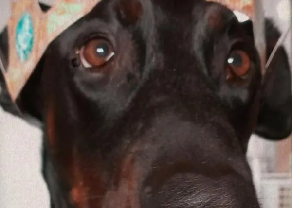La policía pide ayuda para localizar al cazador que ha matado de un disparo al perro de un vecino de Tudela