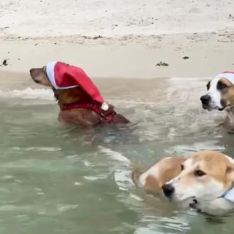 Feliz fiesta de Navidad con carreras por la playa y …