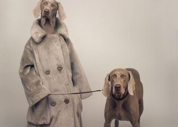 Las musas caninas de William Wegman, el fotógrafo de los Braco de Weimar