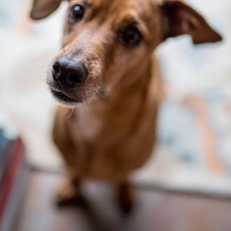 Pandemia del coronavirus, ¿se puede salir a pasear al perro?