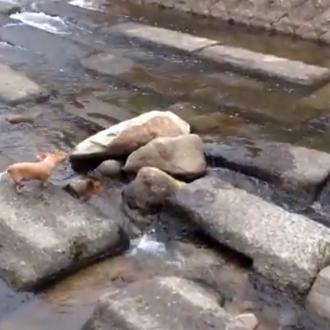 Perros listos jugando con la pelota, ¡auto-jugando con la pelota!