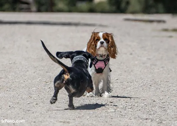 ¿Cómo influye nuestra personalidad en el comportamiento de nuestros perros?