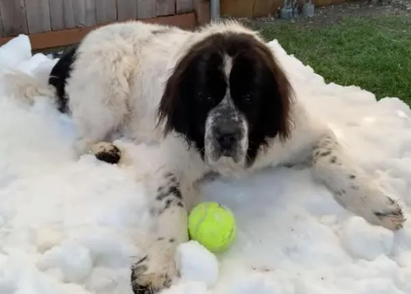 Un regalo muy especial para una perra terminal: una pequeña montaña de nieve para que pudiera disfrutarla por última vez