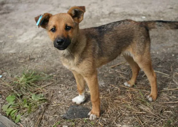 Iniciativas para ayudar también a los perros y gatos de la calle en Ucrania