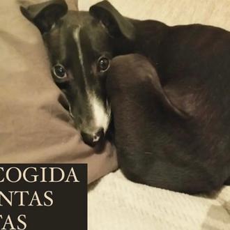 Muchas protectoras de animales necesitan mantas y comida para afrontar …