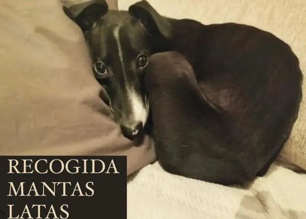 Muchas protectoras de animales necesitan mantas y comida para afrontar los meses más fríos del año