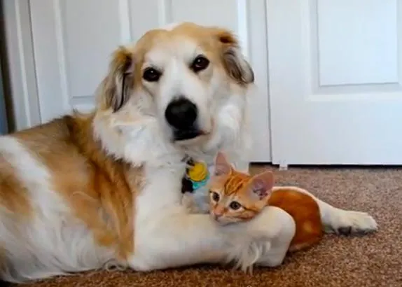 Un regalito en versión vídeo: perros y gatos pasándoselo bien juntos