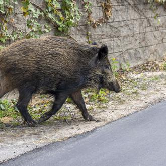 ¿Qué debes hacer si estás de ruta o de paseo …