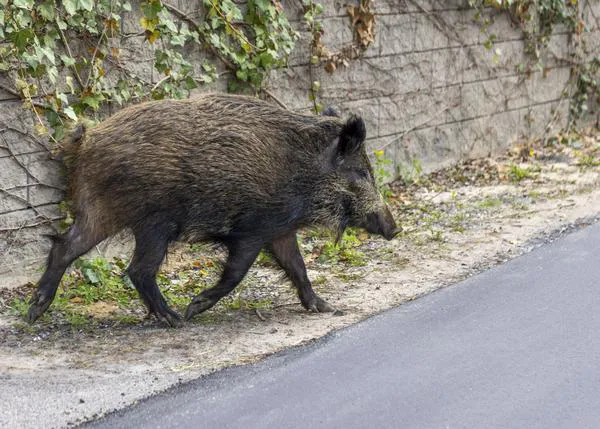¿Qué debes hacer si estás de ruta o de paseo con tu perro y un jabalí se cruza en vuestro camino?
