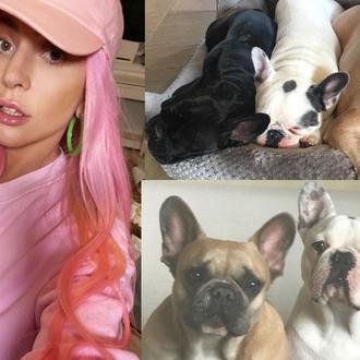 Lady Gaga ofrece 500.000 dólares a quien le devuelva …