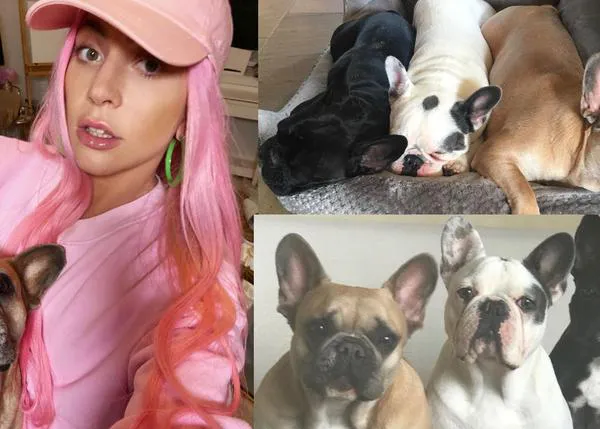 Lady Gaga ofrece 500.000 dólares a quien le devuelva a dos de sus perros, robados tras disparar a su paseador