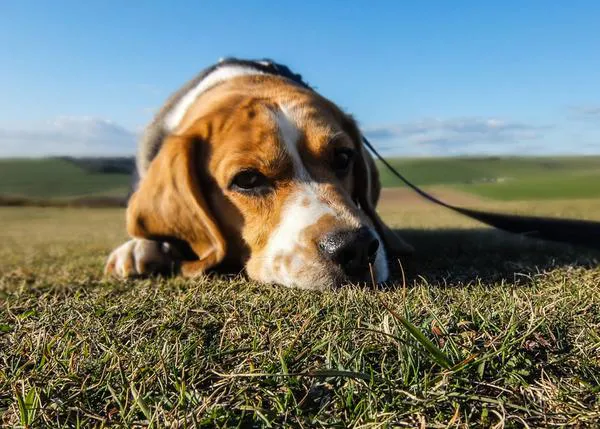 Los 10 síntomas que pueden alertar sobre un cáncer en perros y gatos