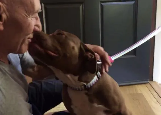 Las felices aventuras de Sir Patrick Stewart con su primera perra Pit Bull en acogida