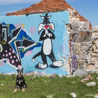 ¿Comen los perros y los gatos menos en verano?