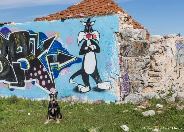 ¿Comen los perros y los gatos menos en verano?