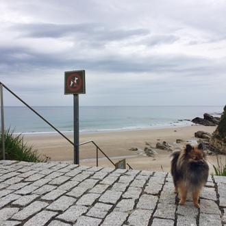 ¿Quieres que Foz tenga una playa perruna? Firma y corre …