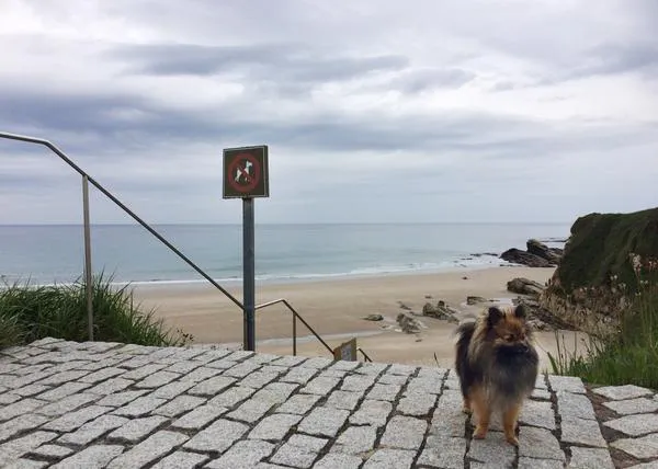 ¿Quieres que Foz tenga una playa perruna? Firma y corre la voz