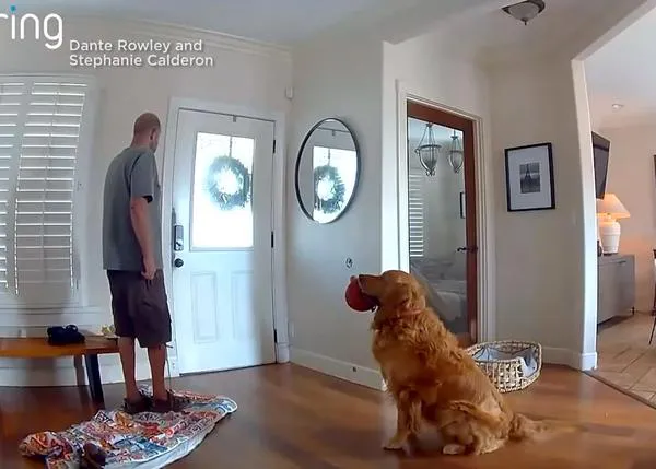 El ladrón y el Golden Retriever con ganas de jugar: imágenes de una cámara de seguridad que parecen una peli de Hollywood