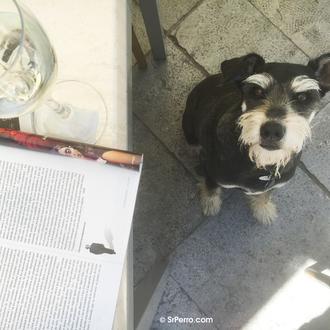 Lo confieso, en SrPerro sufrimos 