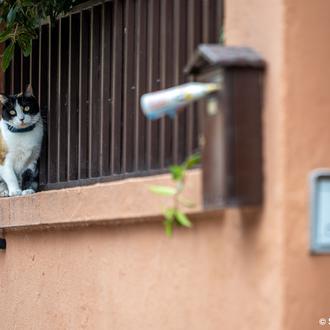 ¿Por qué los gatos suelen vivir más que los perros …