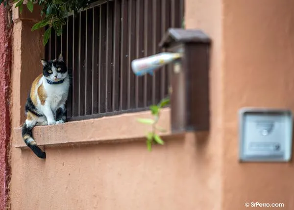 ¿Por qué los gatos suelen vivir más que los perros? La clave estaría en un cerebro más grandes y un sistema inmunológico más complejo