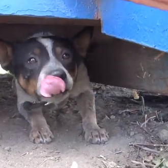 Cómo salvar perros con hamburguesas: la historia de Cowboy