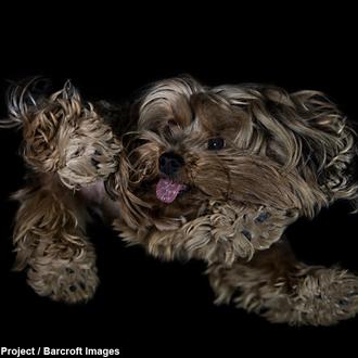 The Underdogs Project: divertidos retratos donde la barriga perruna es …