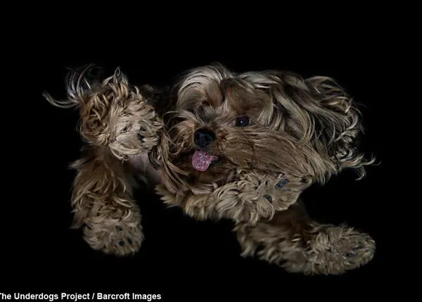 The Underdogs Project: divertidos retratos donde la barriga perruna es la protagonista