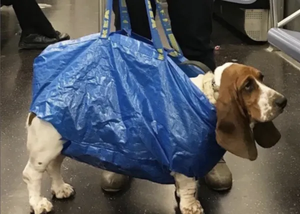 Los perros bolsa del metro de NY (y los humanos sin problemas de espalda)