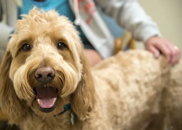 Perros y gatos aumentan su esperanza de vida en un 4 y un 10% por los avances técnicos y la especialización veterinaria