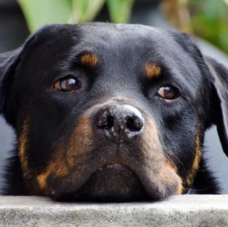 Un estudio genético analiza porqué los perros de tres razas …