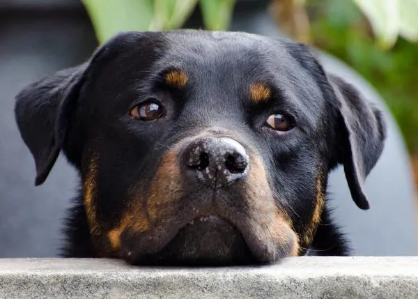 Un estudio genético analiza porqué los perros de tres razas tienen más riesgo de padecer cáncer