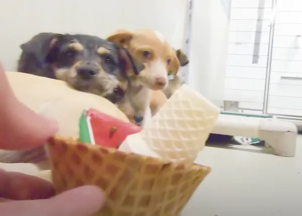 ¿Qué opinan los perros de unas protectoras sobre los helados y polos especiales para ellos?