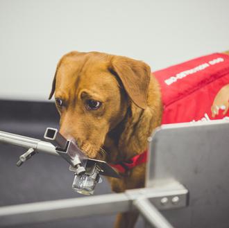 Los perros son capaces de detectar con enorme eficacia los …
