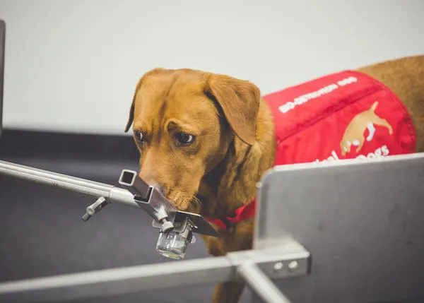 Los perros son capaces de detectar con enorme eficacia los tipos más agresivos de cáncer de próstata