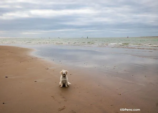 La presión popular empieza a surtir efecto en Cádiz: los perros podrán acceder a las playas pero fuera de temporada