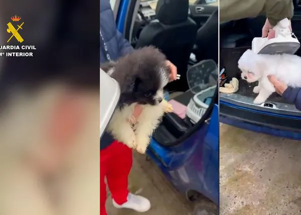Más de 600 personas posiblemente afectadas por otra red criminal de venta ilegal de cachorros desarticulada por el SEPRONA