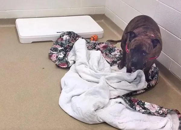 De la tristeza más desoladora a la felicidad en dos vídeos, la historia de un perro adoptado