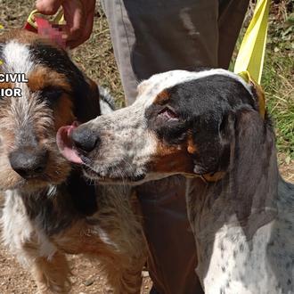 Los 5 perros maltratados en Burgos siguen a cargo de …