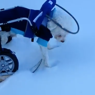 Perros con problemas de movilidad disfrutando en la nieve: esquís …
