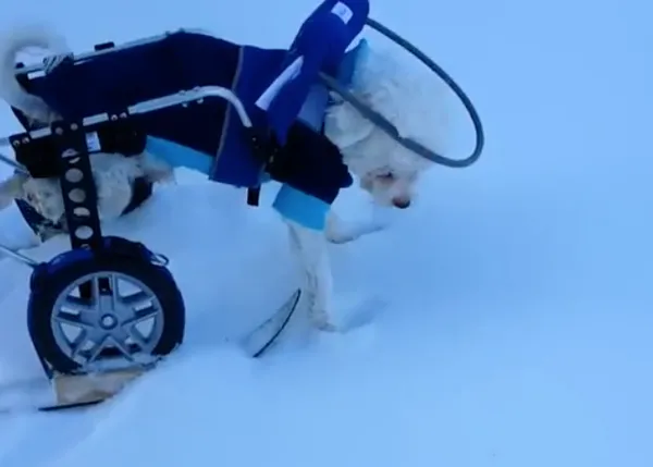 Perros con problemas de movilidad disfrutando en la nieve: esquís especiales para perros con necesidades especiales