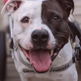 Un perro paralítico que fue tirado a la basura enseña …